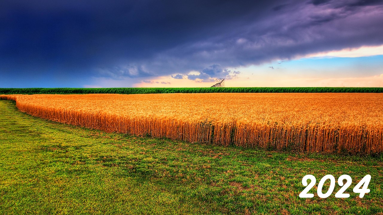 Kansas wheat field